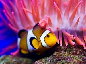 musee-oceanographique-monaco